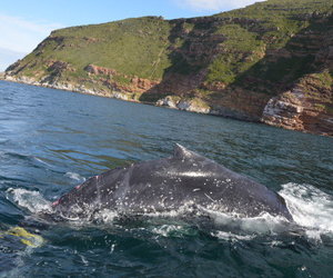 The South African Whale Disentanglement Network (SAWDN)